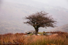 Ancient Tree in the Dartmoor Landscape