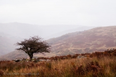 Dartmoor Tree