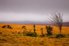 Autumn Colours Fill the Empty Dartmoor Land